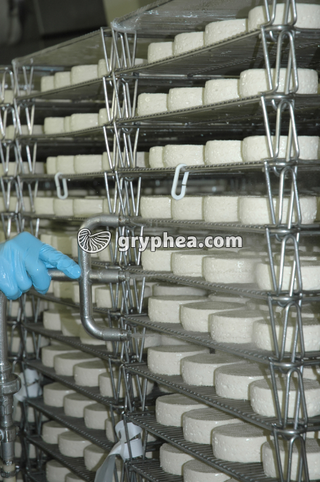 Fabrication du fromage - Pulvérisation de ferments microbiens sur les fromages frais avant affinage - gryphea.com